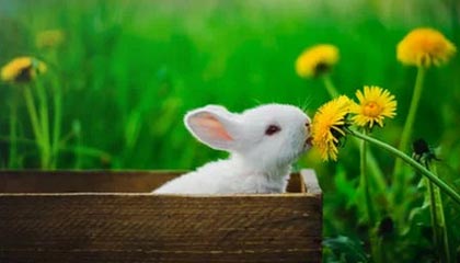 九游体育登录入口-深圳领航队核心控卫发挥稳定串联全队攻势，深圳领航者篮球队官网